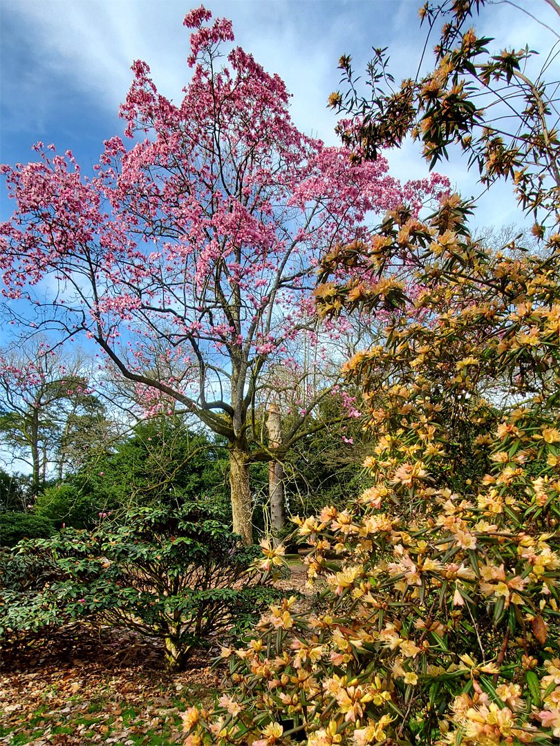 Yellow and pink blossom