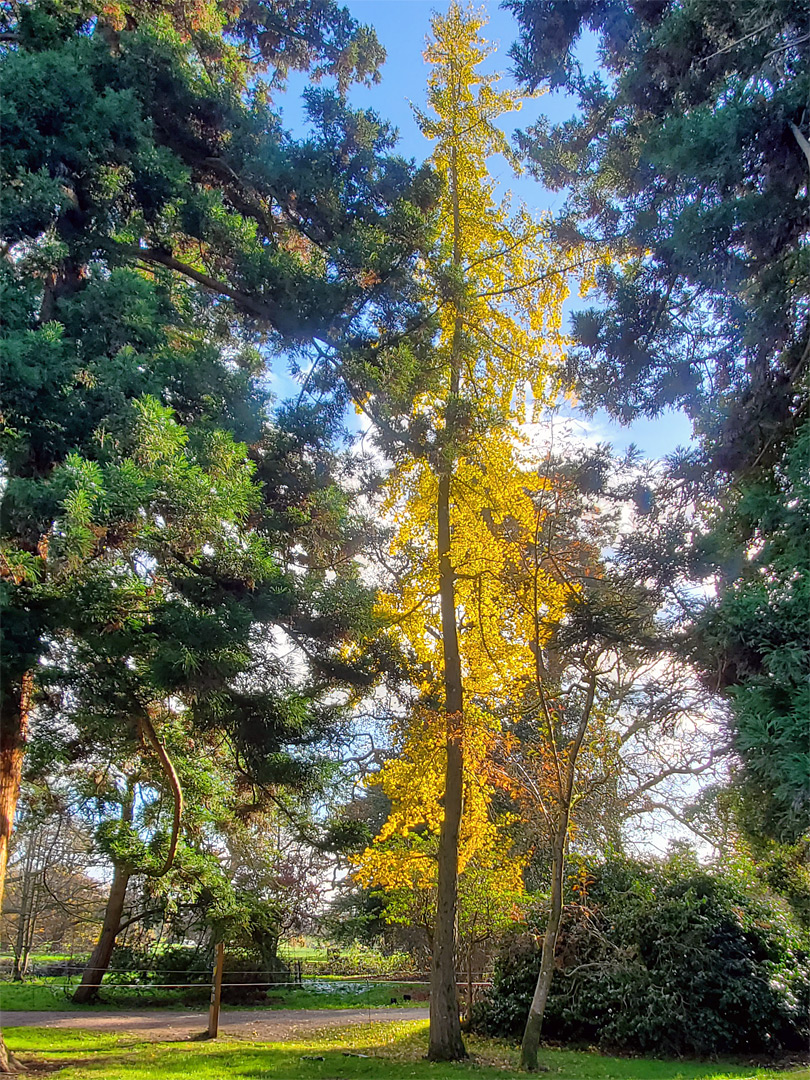 Yellow-leaved tree