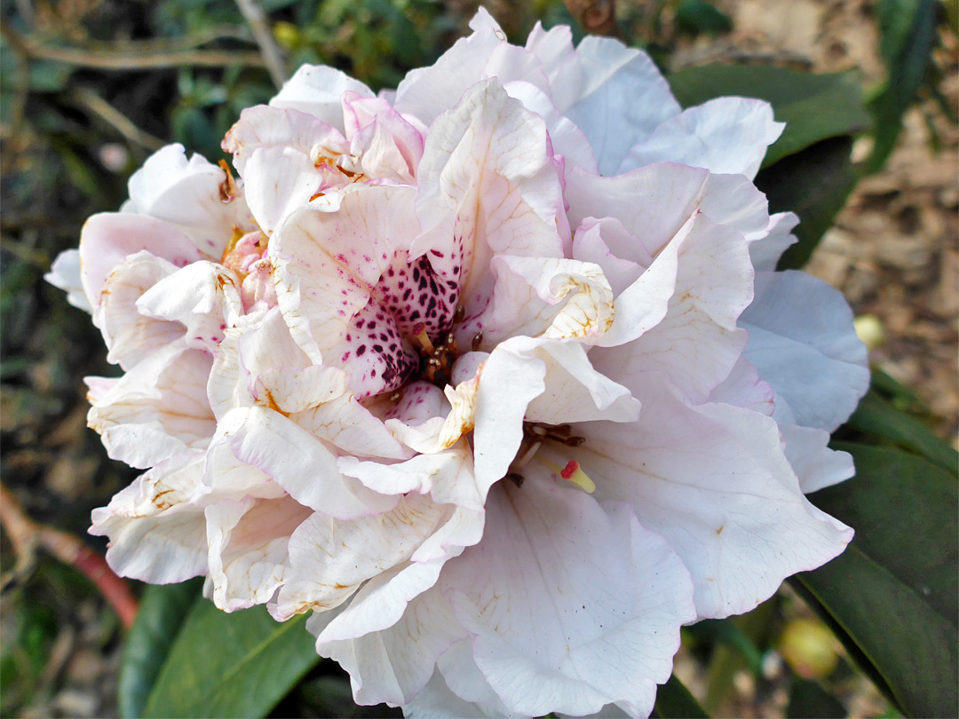 White rhododendron