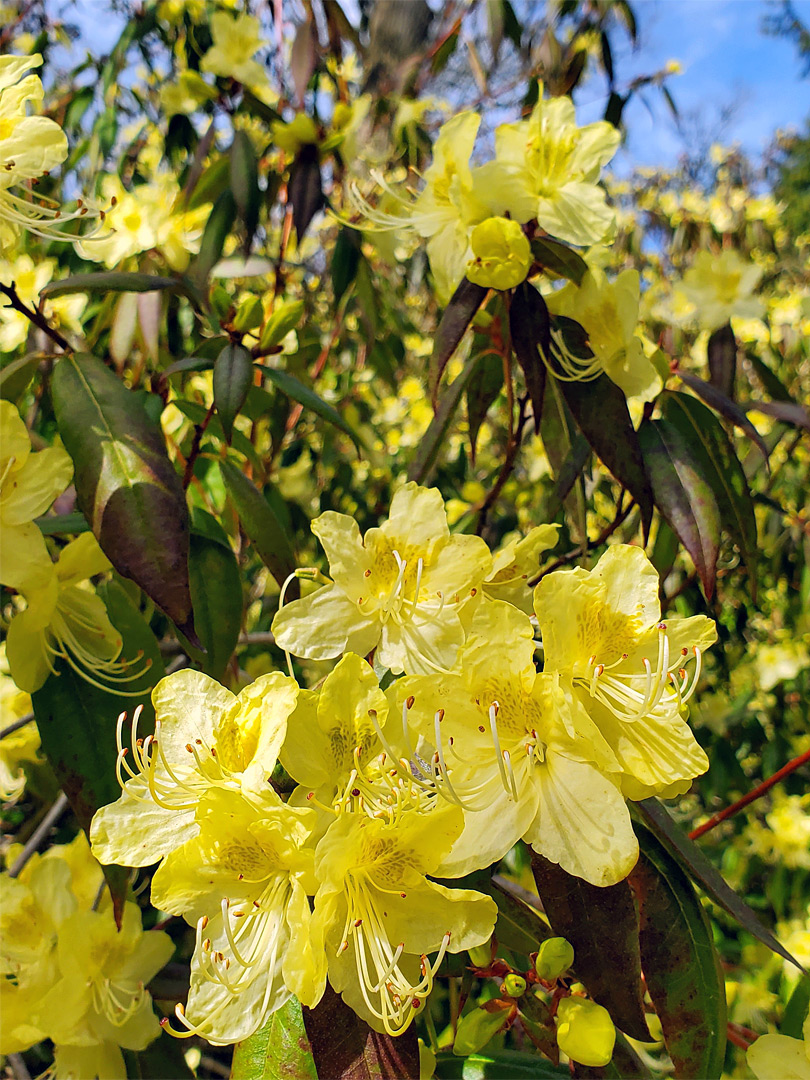 Yellow azalea