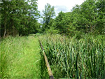 Catcott Nature Reserve