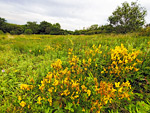 Lavernock Point Nature Reserve