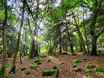 Piercefield Woods