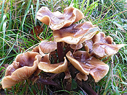 Honey fungus