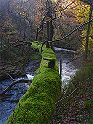 Mossy tree