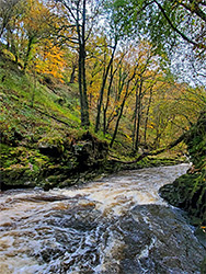 Tree across the river