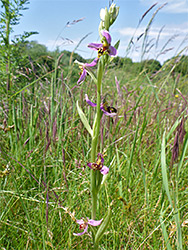 Tall bee orchid