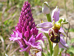 Bee and pyramidal orchids