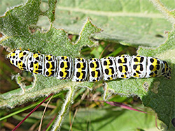 Moth mullein caterpillar