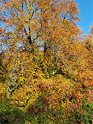 Autumnal leaves