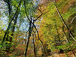 Beech trees