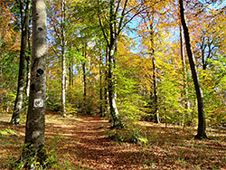 Autumn woodland