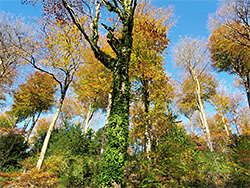 Group of beech