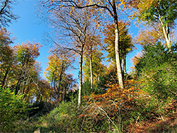 Orange and green leaves