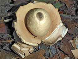 Collared earthstar