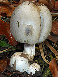 Common inkcap