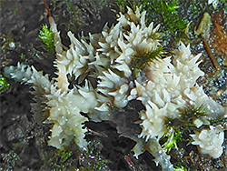 Coral fungus