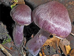 Cortinarius