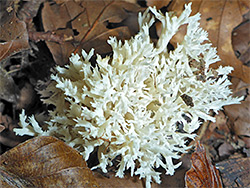 Crested coral