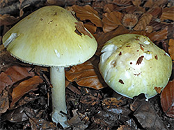 Death cap