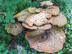 Dryad's saddle