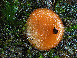 Eyelash fungus