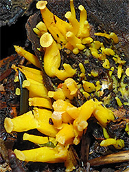 Golden chanterelle