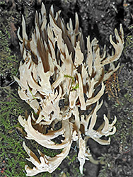 Grey coral fungus