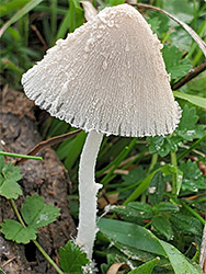 Hare's foot inkcap - young