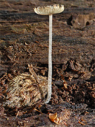 Hare's foot inkcap - mature