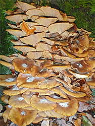 Honey fungus