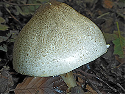 Inky mushroom - cap