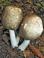 Pair of inky mushrooms