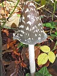 Magpie inkcap