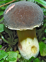 Matt bolete