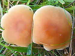 Meadow waxcap