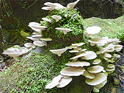 Pale oyster