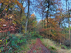 Path in autumn