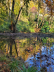 Shallow pond