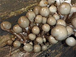 Porcelain mushroom