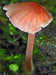 Scarlet bonnet