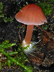 Scarlet bonnet