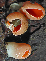 Scarlet elfcup