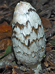 Shaggy inkcap