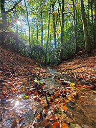 Leaves in a stream