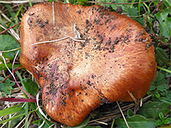 Tricholoma