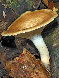 Tuberous polypore