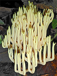 Upright coral fungus