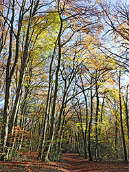 Tall, slender trees