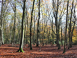 Carpet of leaves